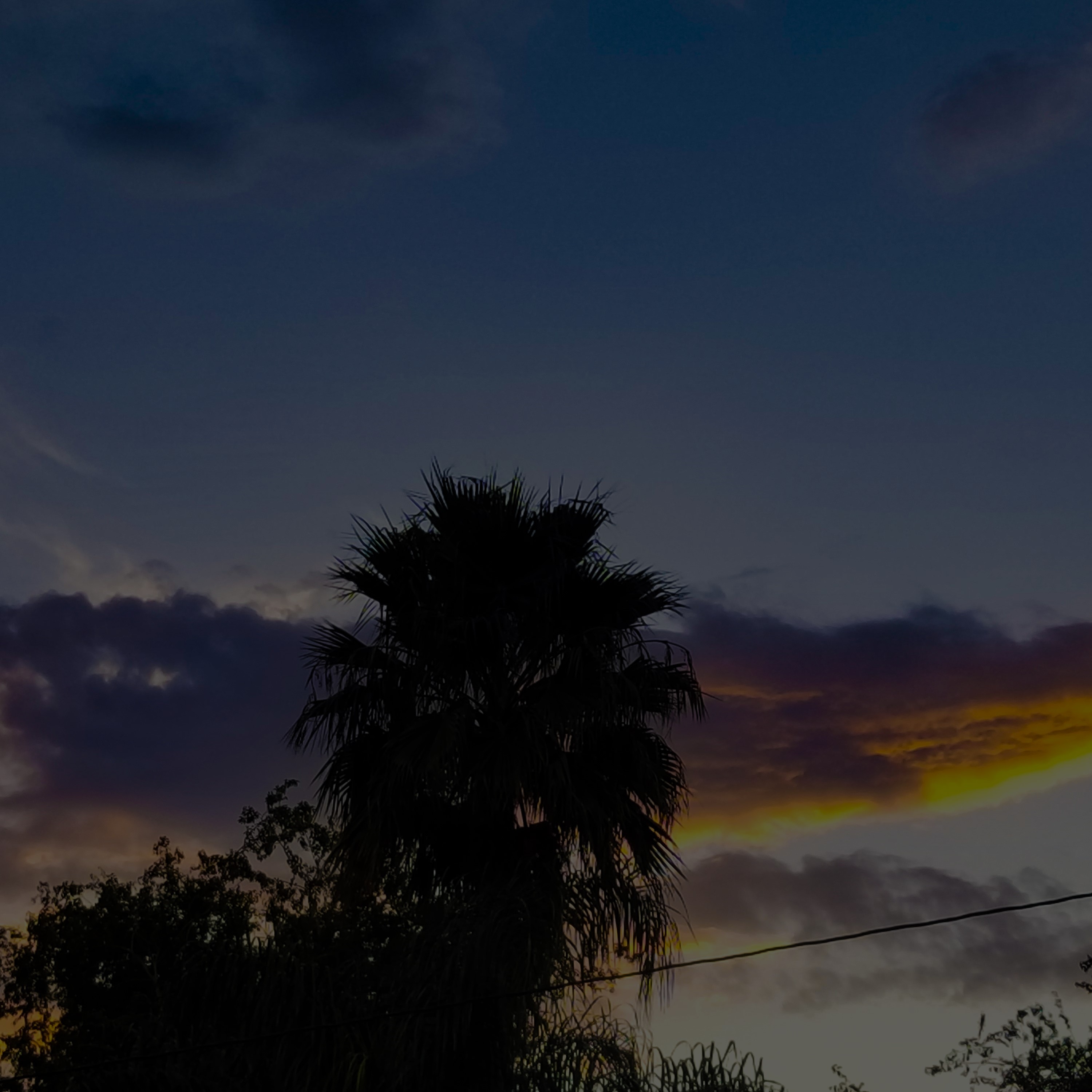 Ruben Arevalo Palm Photo